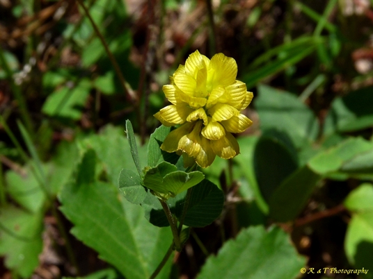{Trifolium campestre}